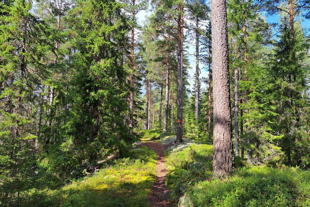 Trail through the forest