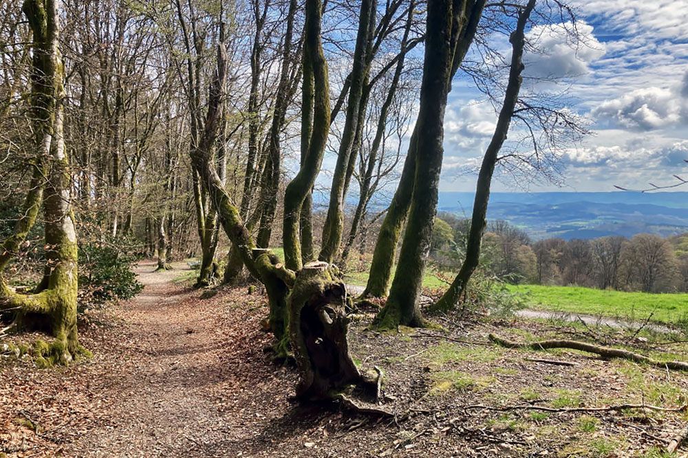 Forest trail