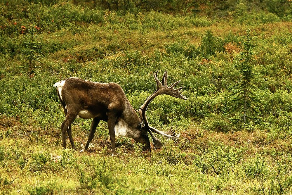 Caribou