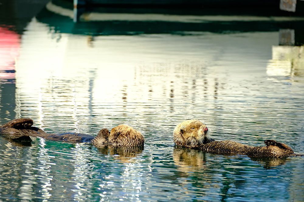 Otters