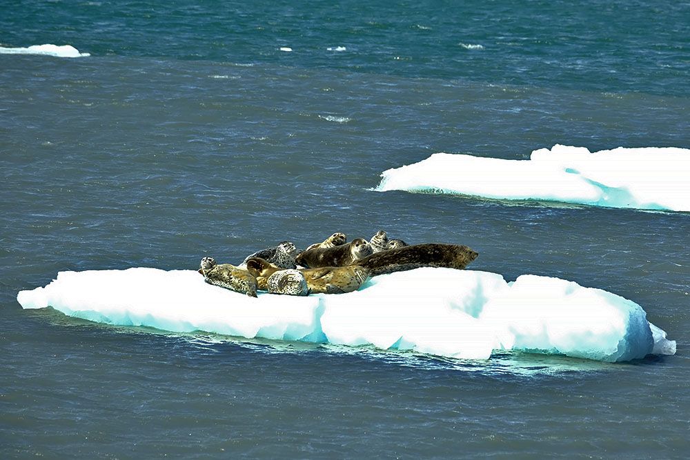 Seals