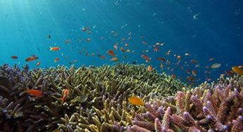 Scuba diving