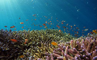 Scuba diving