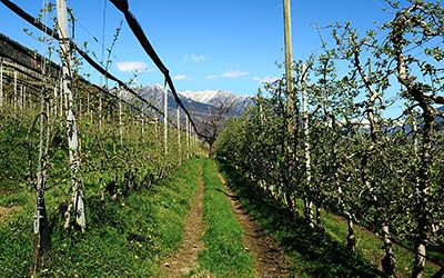 Farmstay Roter Hahn in South Tyrol