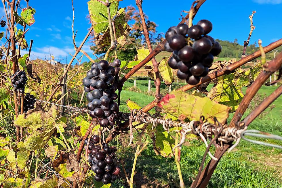 Beautiful autumn walk in Fleurie, Beaujolais  silver-travellers.com