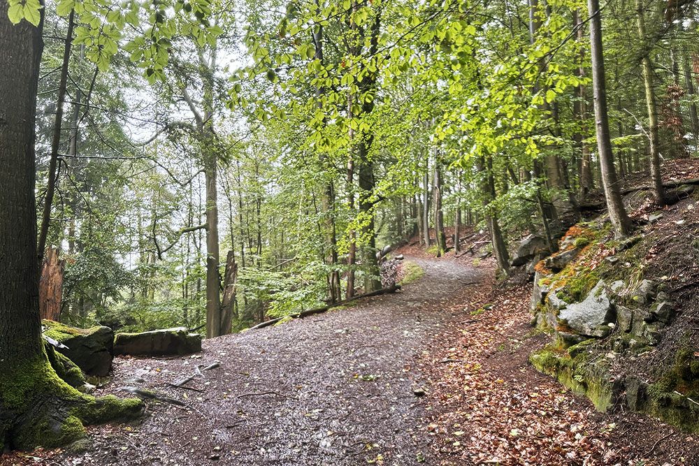 silver-travellers-germany-highlight-malerweg-stage2-forest-path-mobiel Forest - path