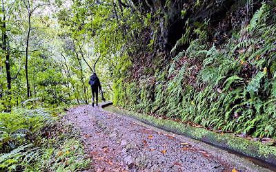 Levada do Rei: hiking in Madeira’s green lung