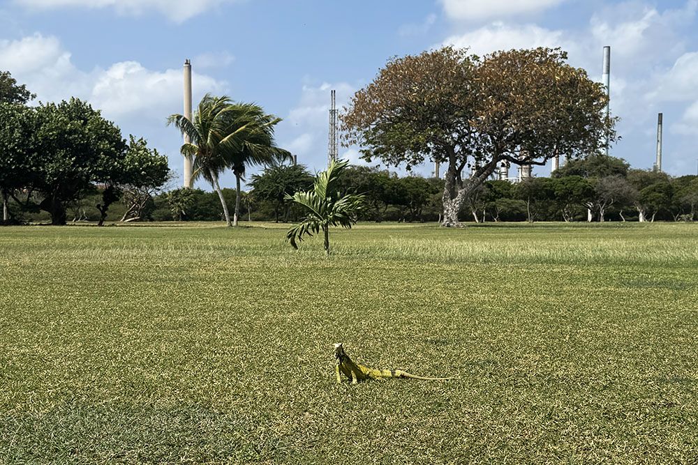 silver-travellers-dutch-caribbean-curacao-highlight-golf-cgsc-iguana-mobile iguana