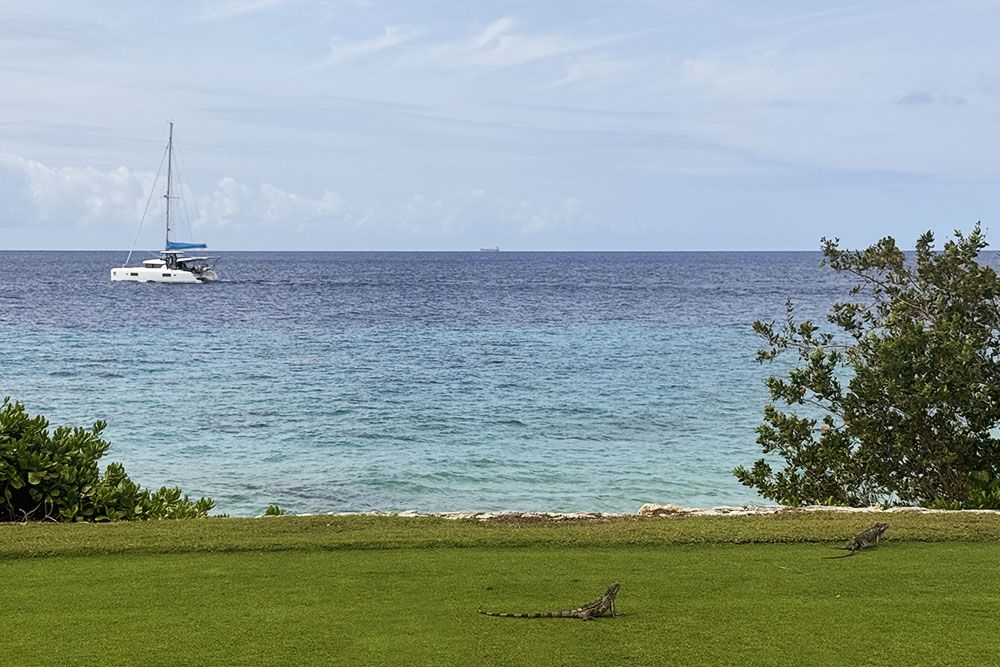 silver-travellers-dutch-caribbean-curacao-highlight-golf--old-quarry-iguanas-mobile Iguanas