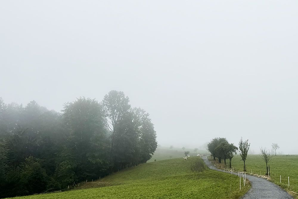 silver-travellers-germany-highlight-malerweg-stage3-cows-mobile cows