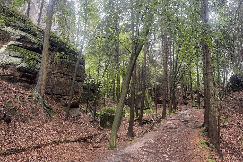 silver-travellers-germany-highlight-malerweg-stage3-forest-path2-mobile Forest path on stage 3 of the Malerweg