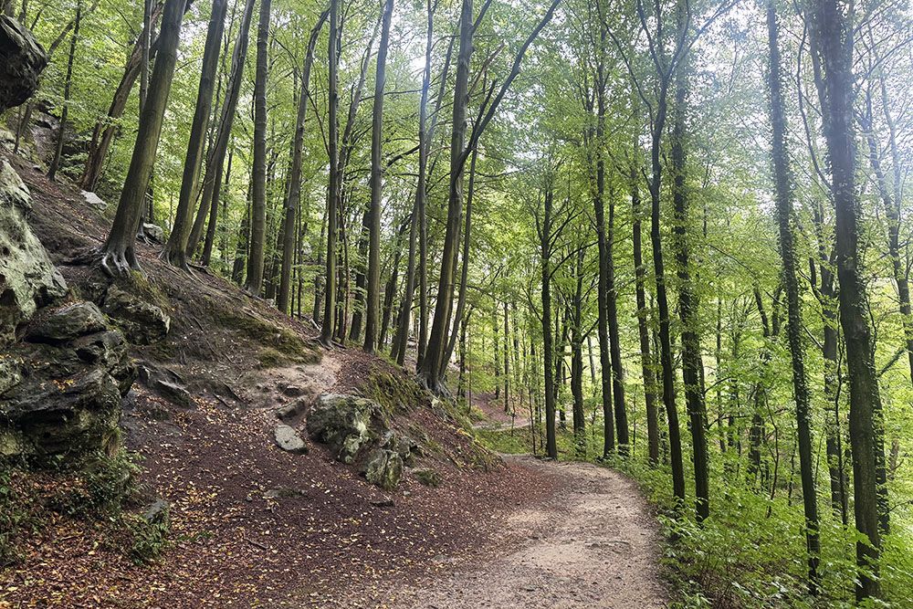silver-travellers-germany-highlight-malerweg-stage3-forest-path3-mobile Forest path along stage 3 of the Malerweg