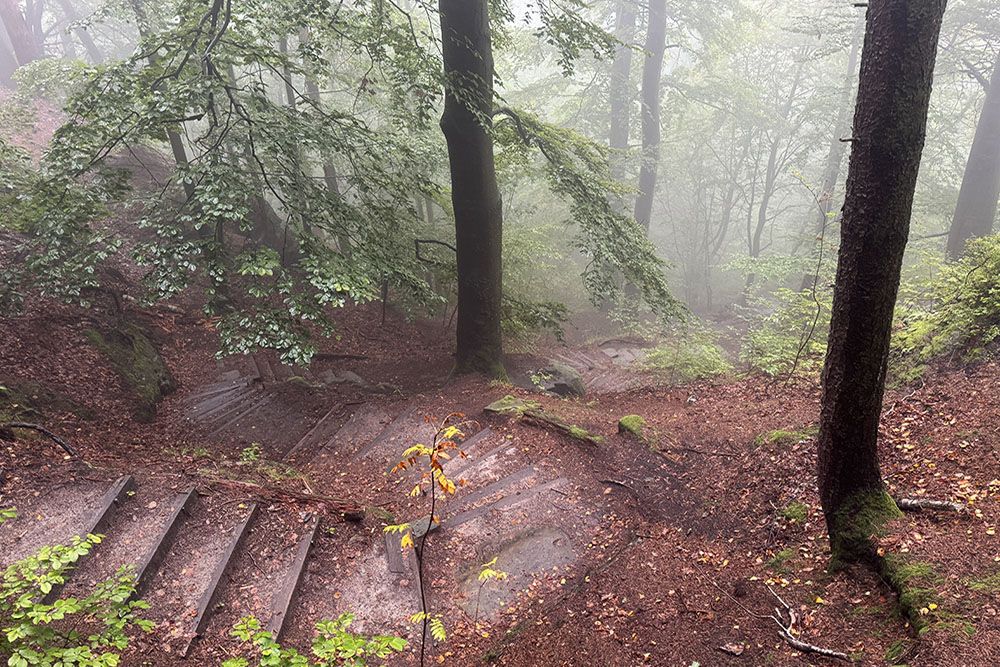 silver-travellers-germany-highlight-malerweg-stage3-treadway-forest-helling-mobile Treadway in the forest