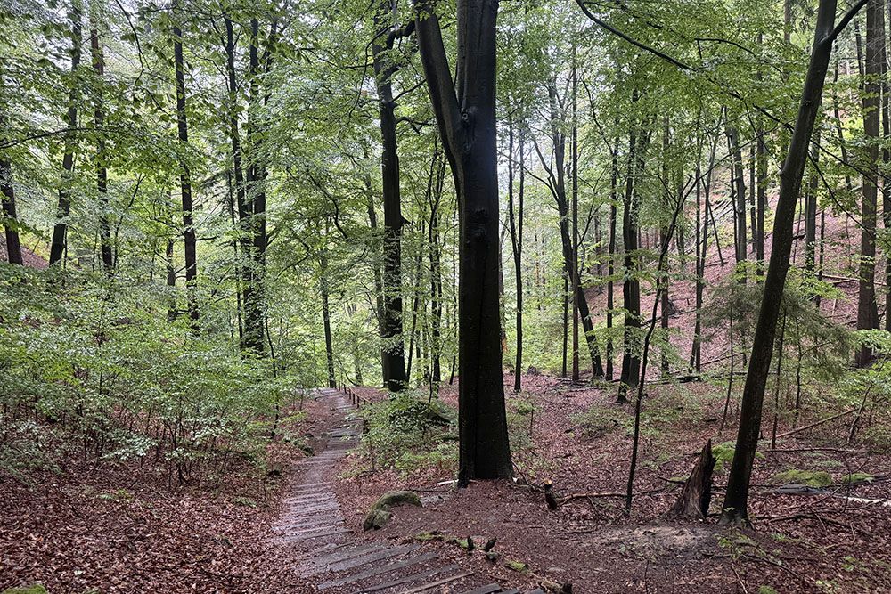 silver-travellers-germany-highlight-malerweg-stage3-treadway-forest-mobile Treadway