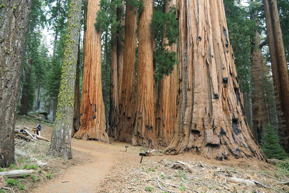 silver-travellers-usa-highlight-national-parks-swusa-sequoianp1-mobile Sequoia NP
