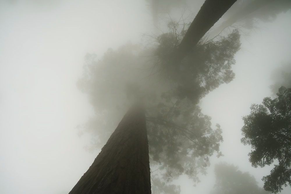 silver-travellers-usa-highlight-national-parks-swusa-sequoianp2-mobile Sequoia NP, one of the Best national parks in Southwest America