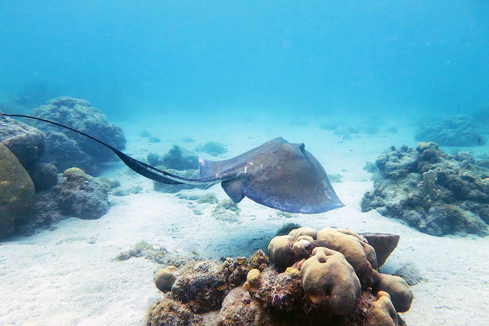 Ray while diving in Curaçao