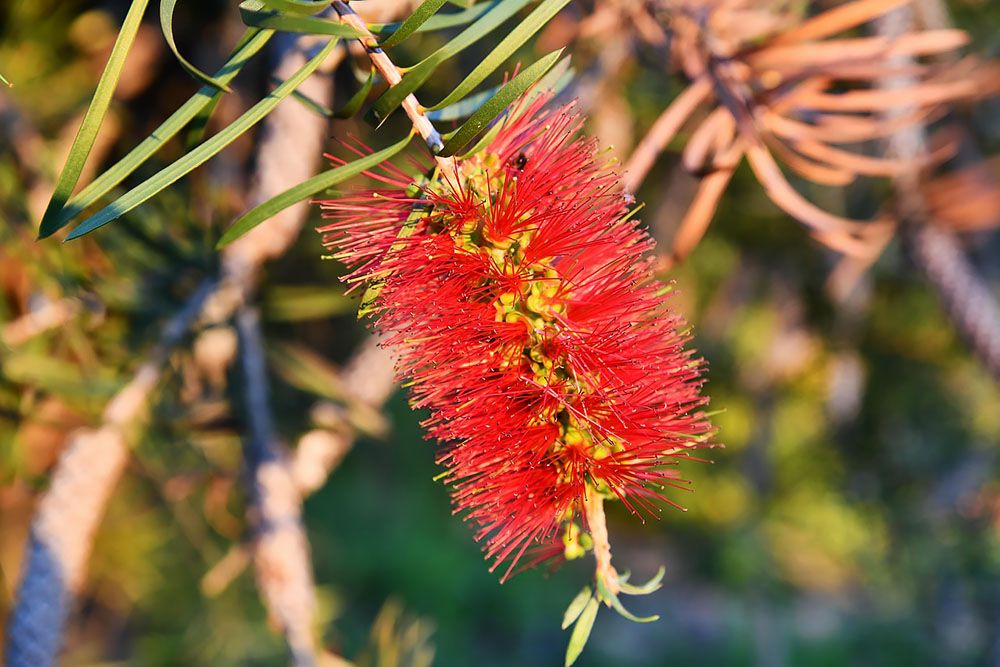 flower in the Algarve