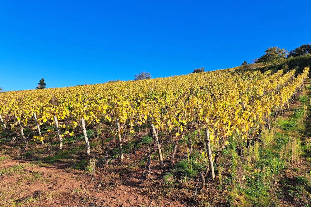 Vineyard close to Cluny