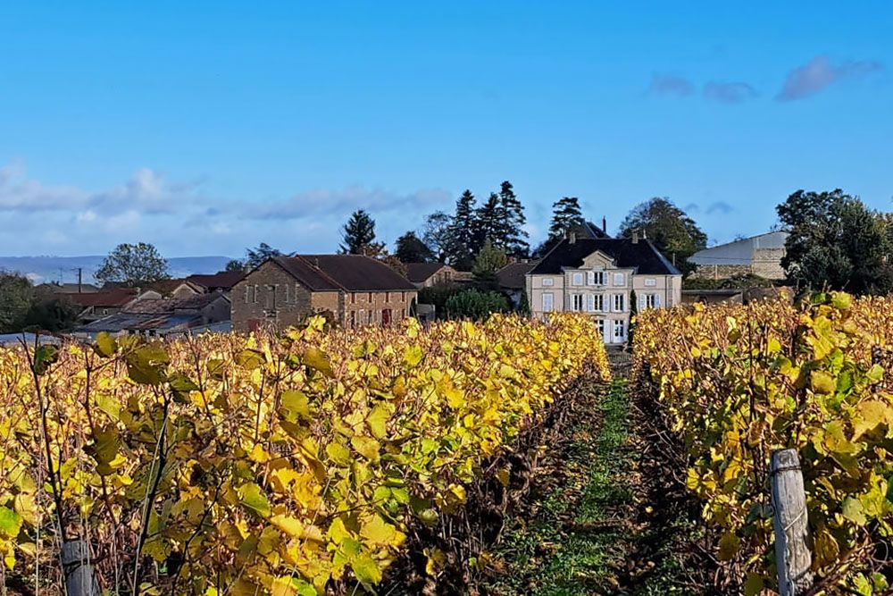 Vineyard close to Cluny