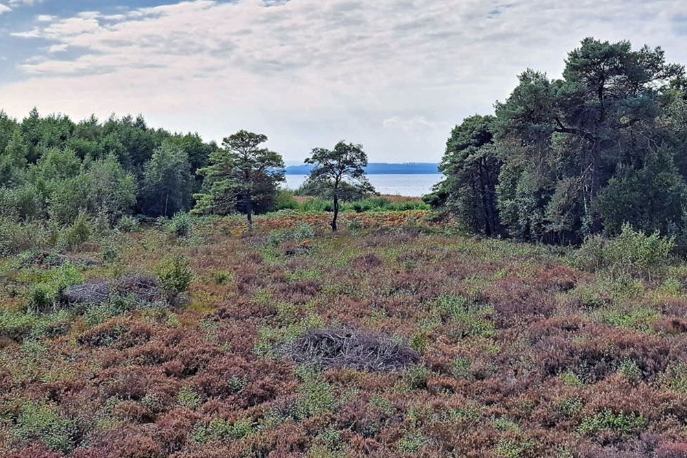 Heathland