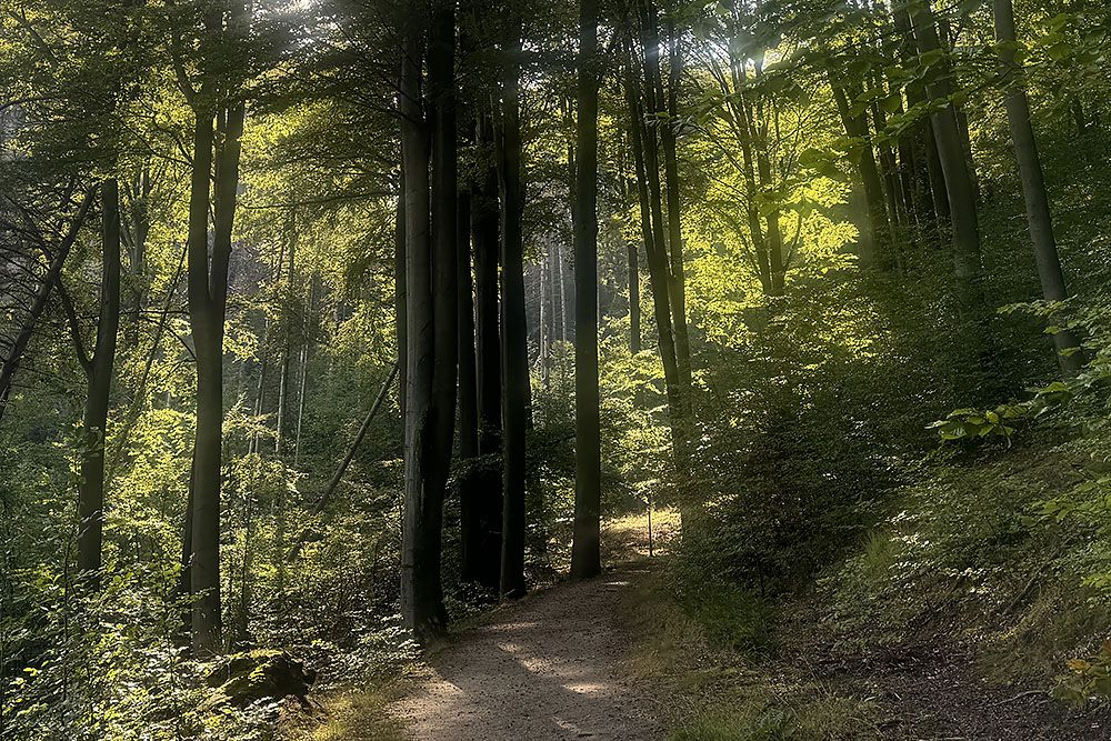 forest along stage 5 of the Malerweg
