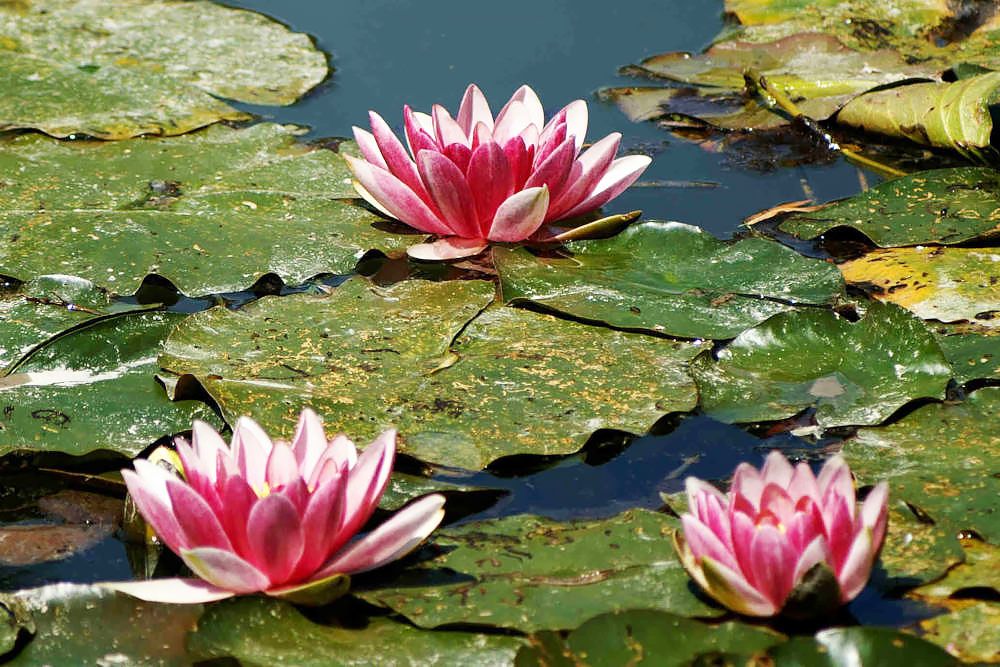 Water lilies
