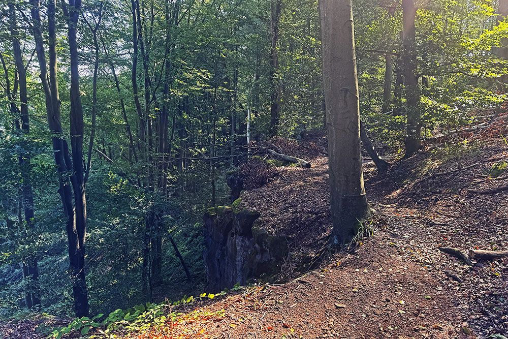 Ancient forest