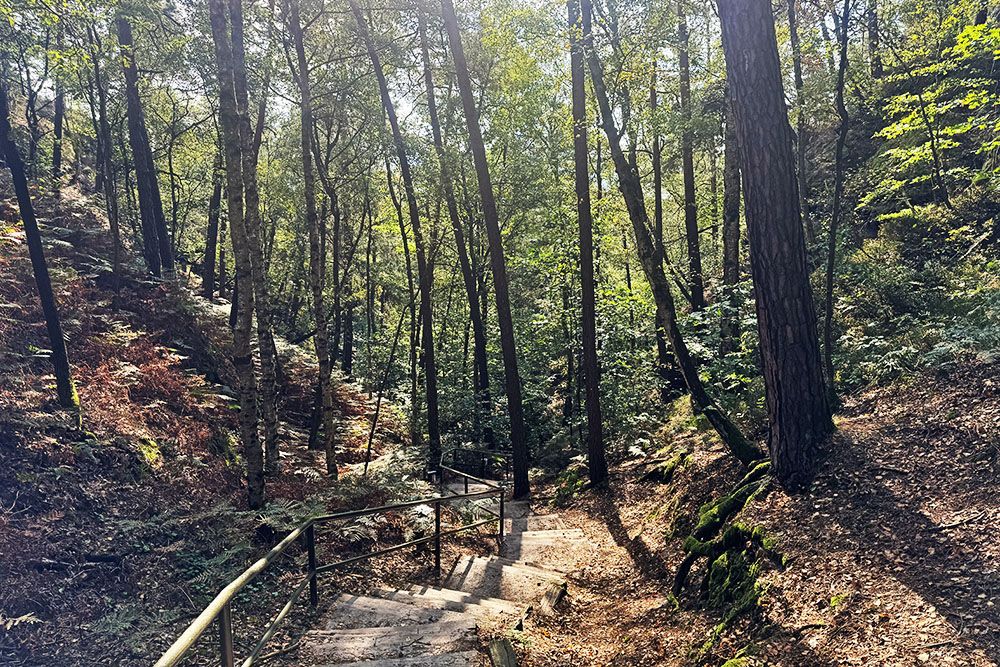 Stairs in the forest