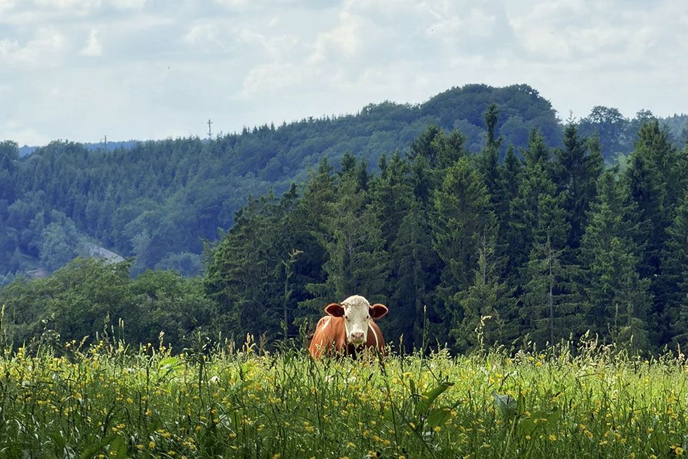 Cow in a flower rich pasture near Reinhardstein Castle