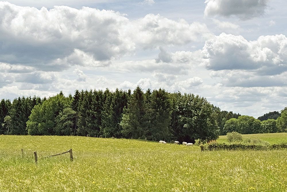 Peacefully grazing cows in flower rich pastures