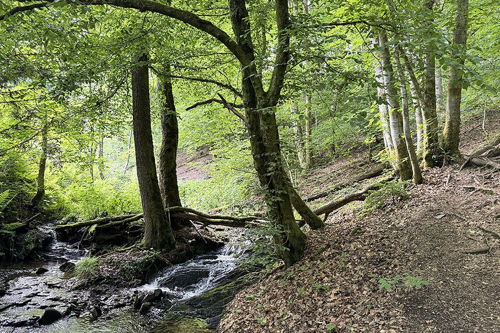 Stream in the forests near Reinhardstein Castle