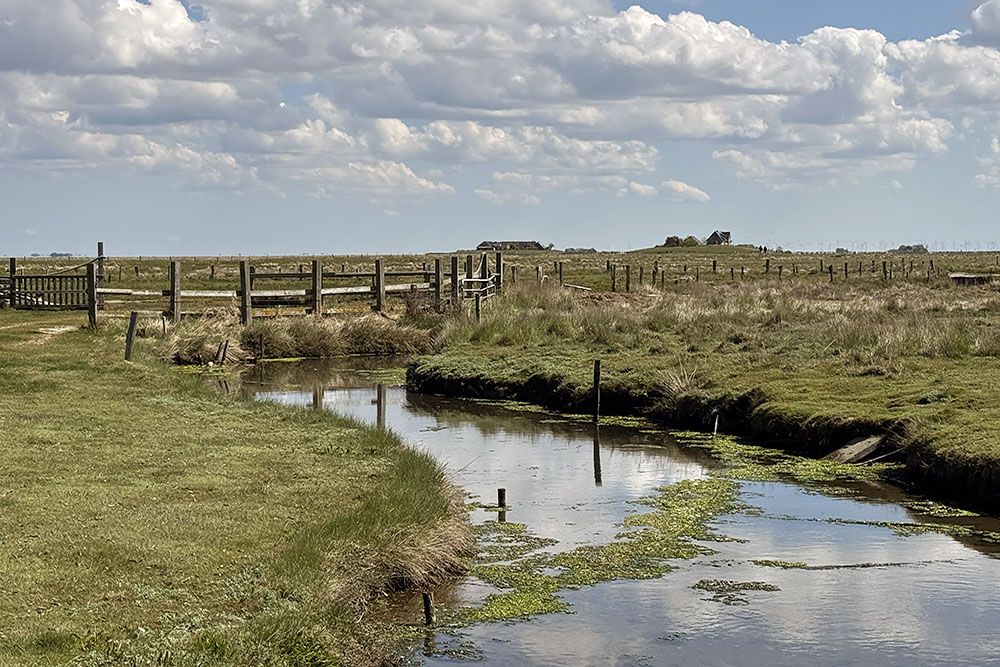 Salt marsh 